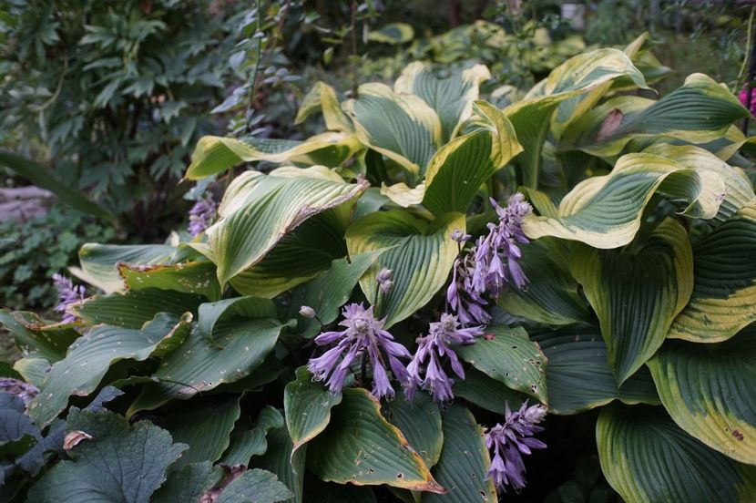  - Hosta 2018- 2022