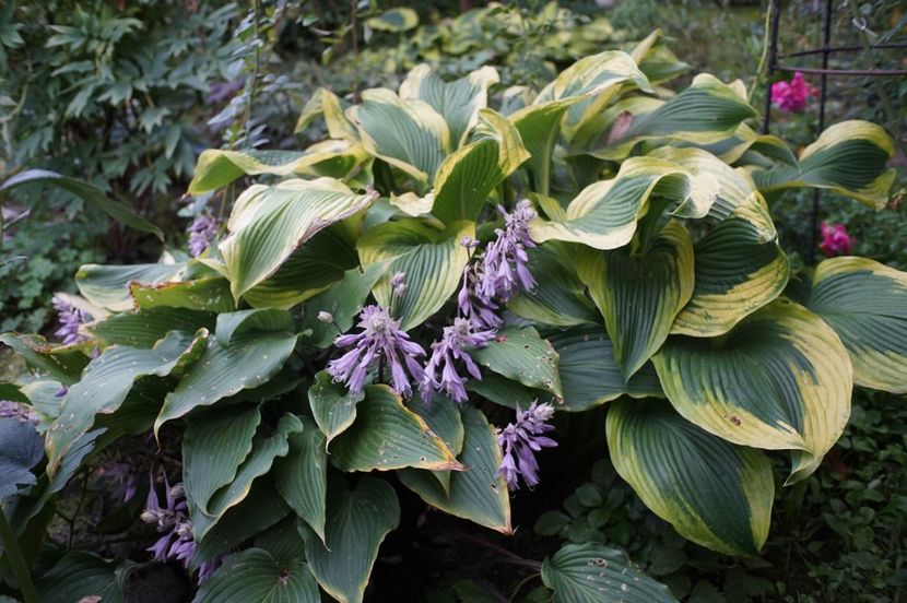  - Hosta 2018- 2022