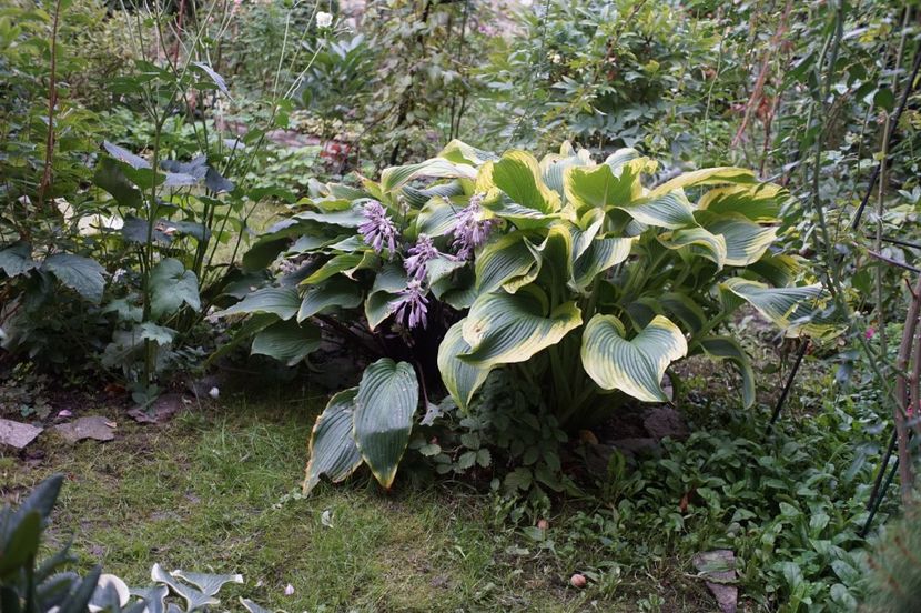  - Hosta 2018- 2022
