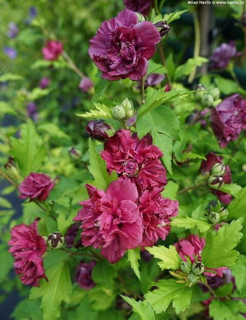  - Hibiscus syriacus French cabaret red Mindour1 -poze preluate