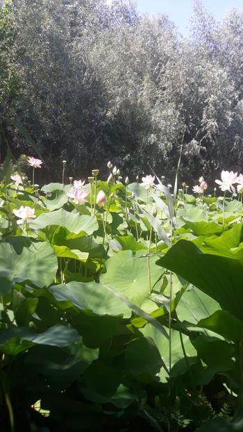 IMG-20220917-WA0002 - Splendoarea Deltei 2022