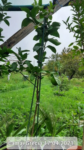 Lamai Grecia - Lamai Grecia