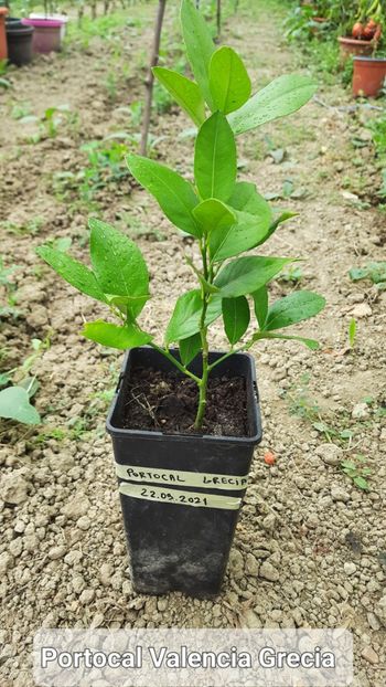 17.09.2022 - Inmultire prin butasire