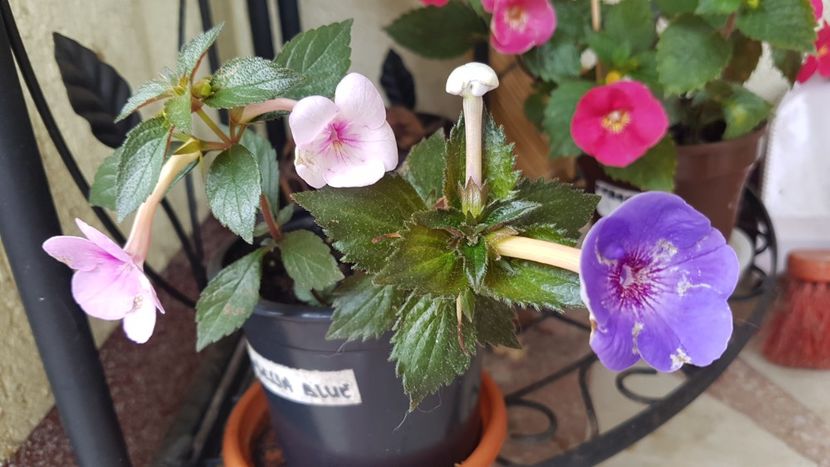 Cu Peach Blossom - Odessa Blue p