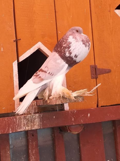 vândut lui Marius Rău - Porumbei VÂNDUȚI