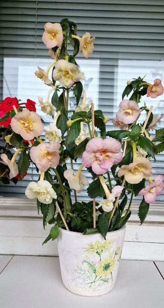  - Yellow English Rose R