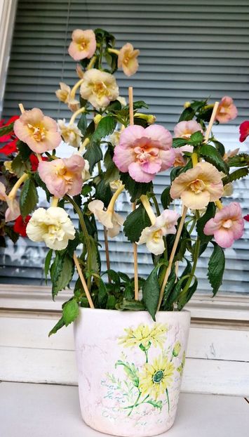  - Yellow English Rose R