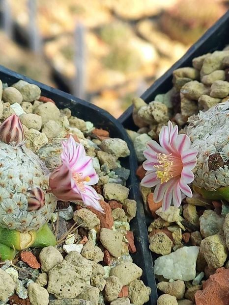 Mammillaria breviplumosa - Mammillaria colecție personala