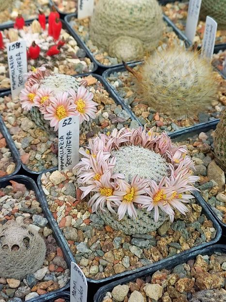 Mammillaria pectinifera - Mammillaria colecție personala