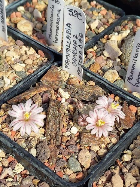 Mammillaria sanchez mejoradae - Mammillaria colecție personala