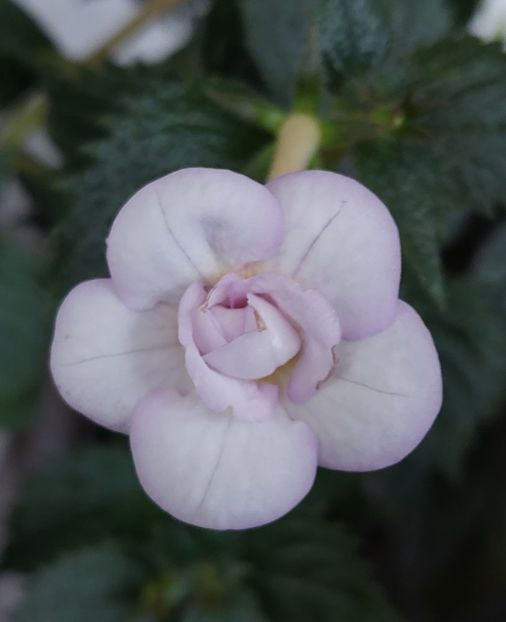  - LAVENDER BLISS