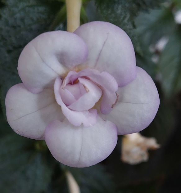  - LAVENDER BLISS