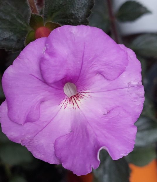  - BRID-S METALIC LILA