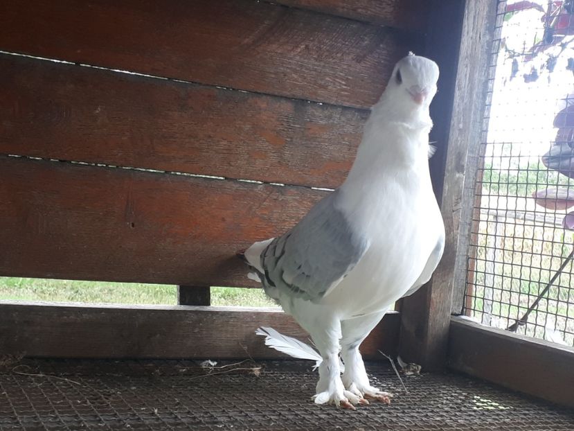 Porumbel Satineț - 2022