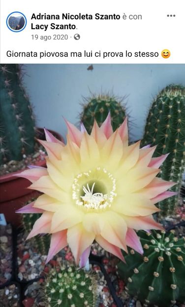 Screenshot_20220813_230640 - Echinopsis Trichocereus Lobivia