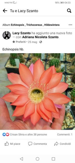 Screenshot_20220812_043300_com.facebook.katana - Echinopsis Trichocereus Lobivia