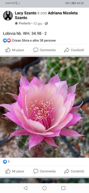 Screenshot_20220812_042858_com.facebook.katana - Echinopsis Trichocereus Lobivia