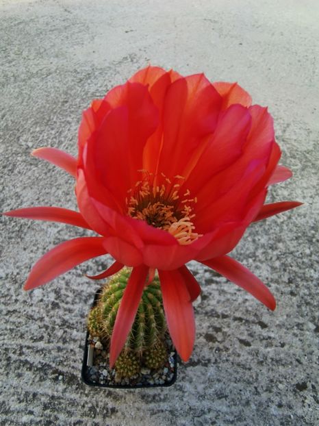  - Echinopsis Trichocereus Lobivia