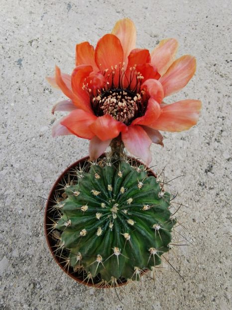  - Echinopsis Trichocereus Lobivia