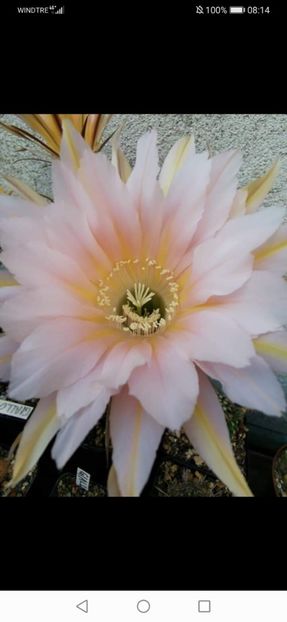 Screenshot_20220609_081459_com.facebook.katana - Echinopsis Trichocereus Lobivia