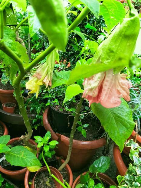 IMG20220917103504 - Septembrie 2022