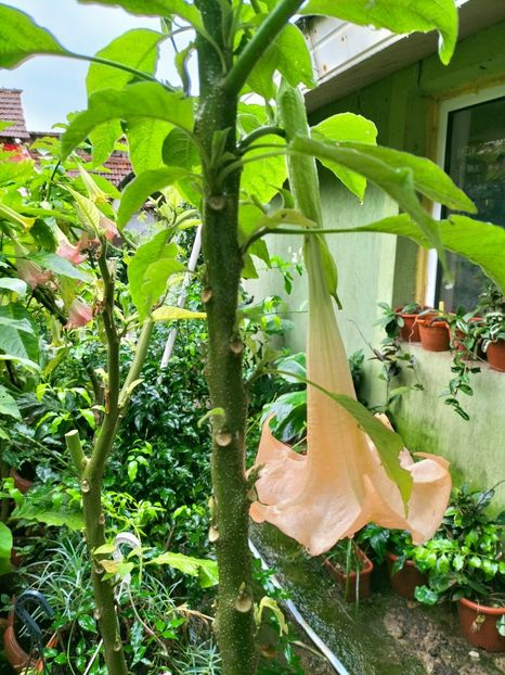 IMG20220917103458 - Septembrie 2022