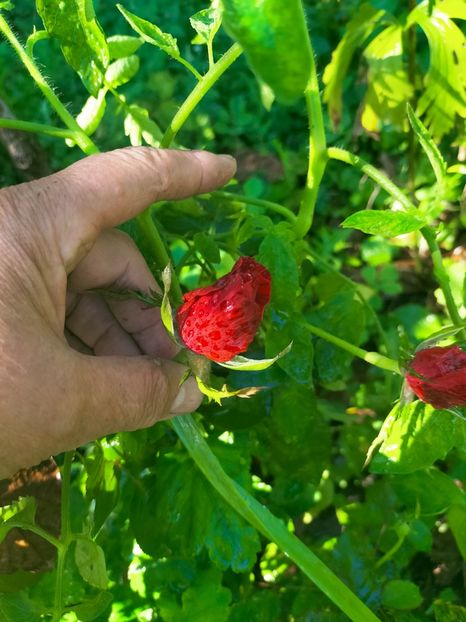 IMG20220914123326 - Septembrie 2022