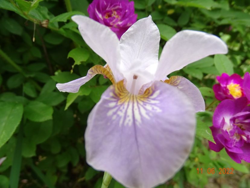  - Irisi si bujori 2022