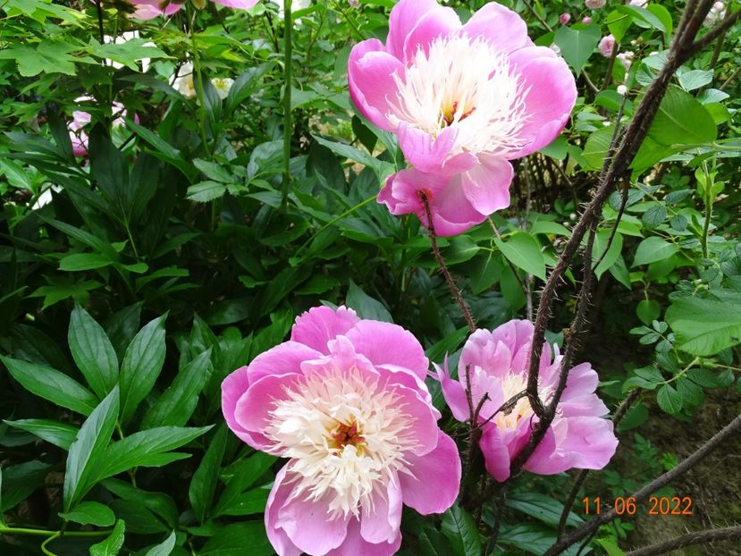  - Irisi si bujori 2022