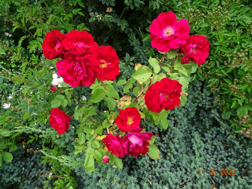  - Trandafiri 2022