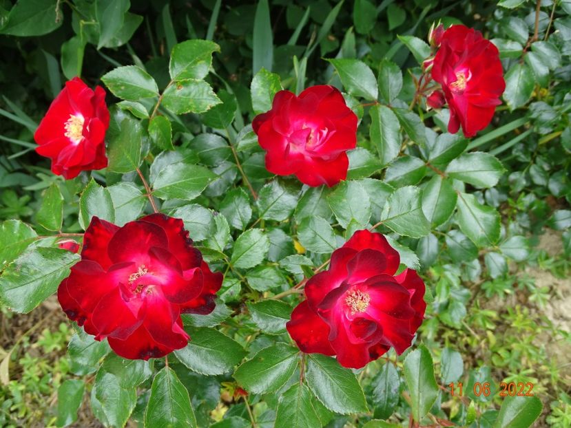  - Trandafiri 2022