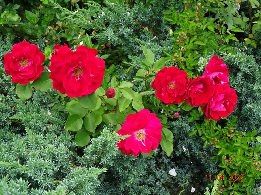  - Trandafiri 2022