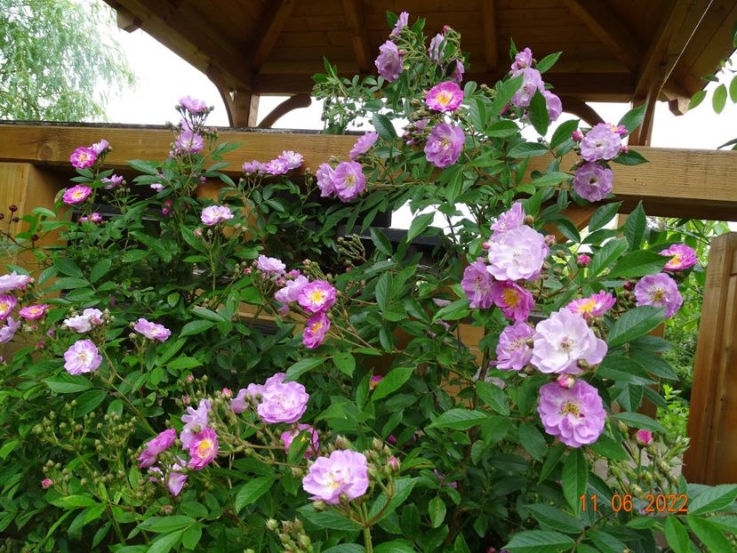  - Trandafiri 2022