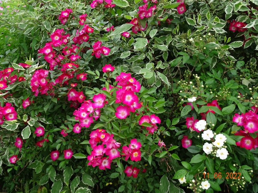  - Trandafiri 2022