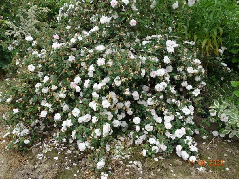  - Trandafiri 2022