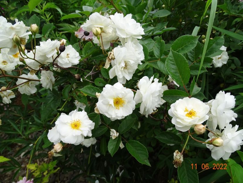  - Trandafiri 2022