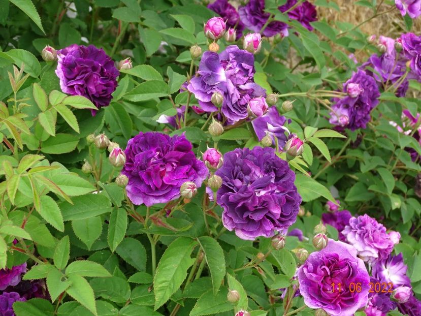  - Trandafiri 2022