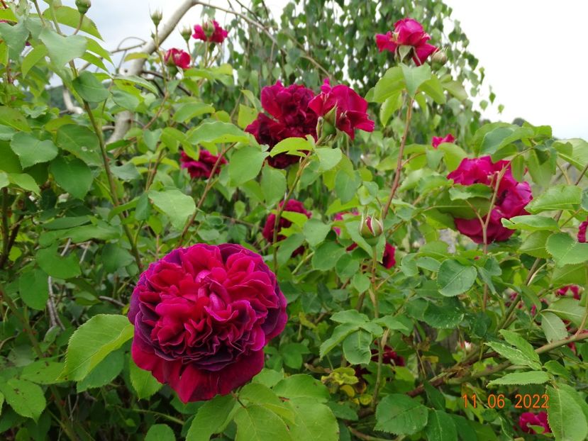  - Trandafiri 2022