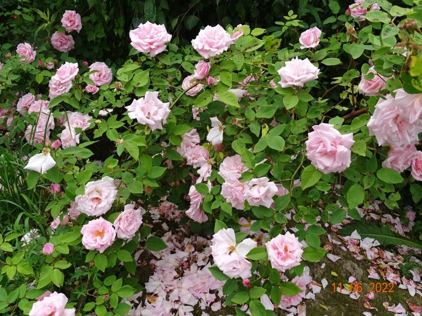  - Trandafiri 2022