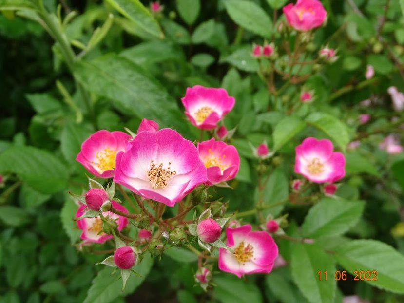  - Trandafiri 2022