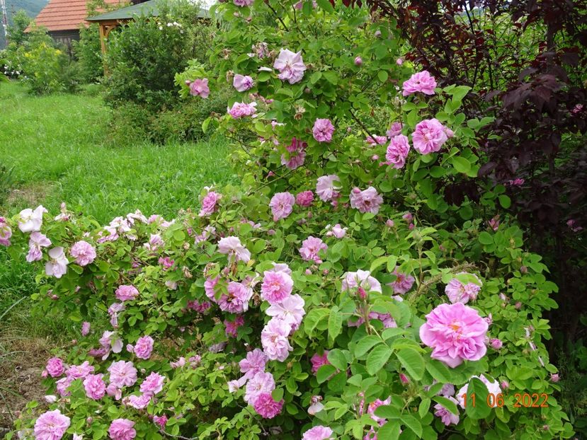  - Trandafiri 2022