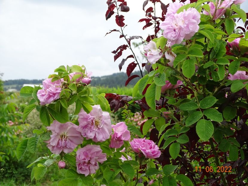  - Trandafiri 2022