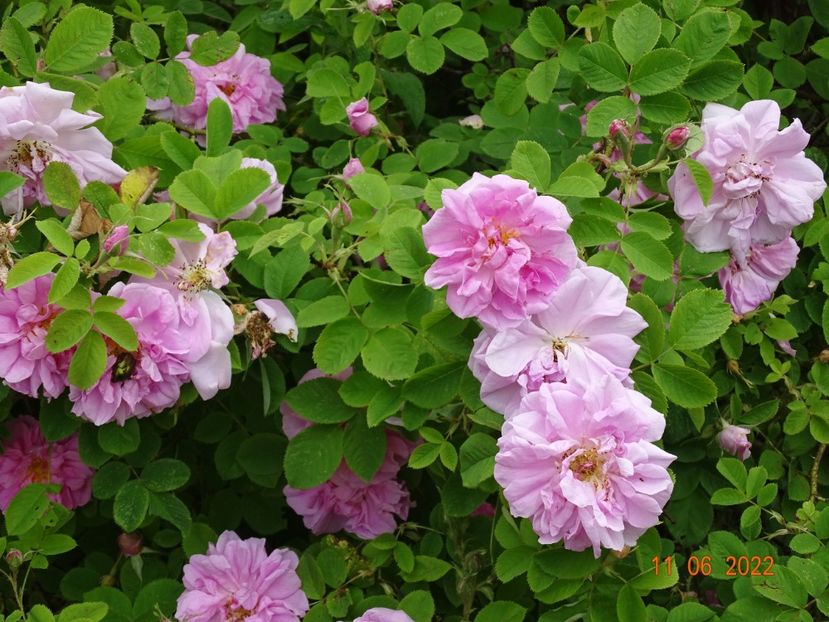  - Trandafiri 2022