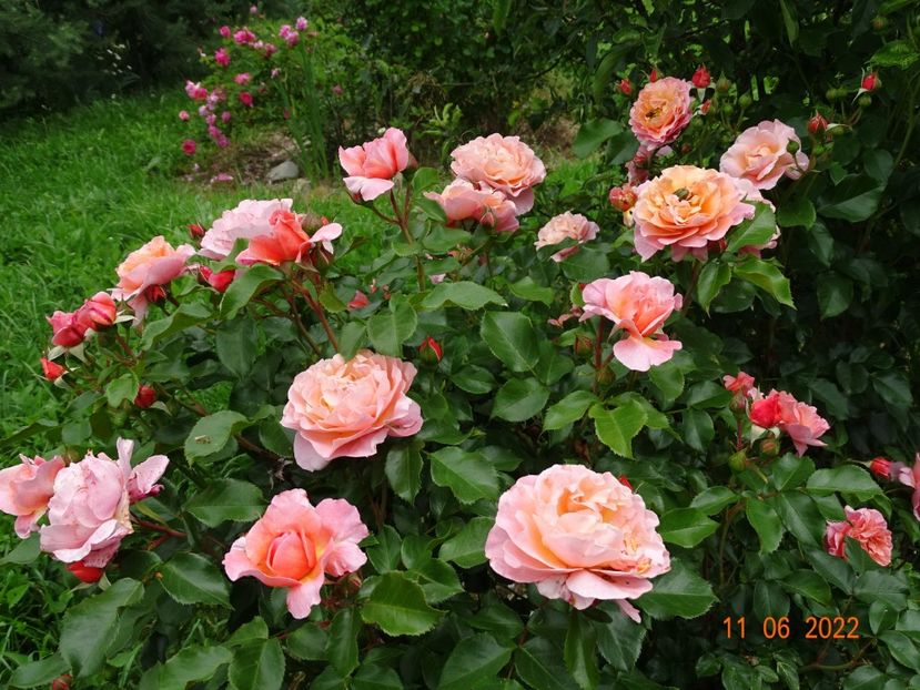  - Trandafiri 2022