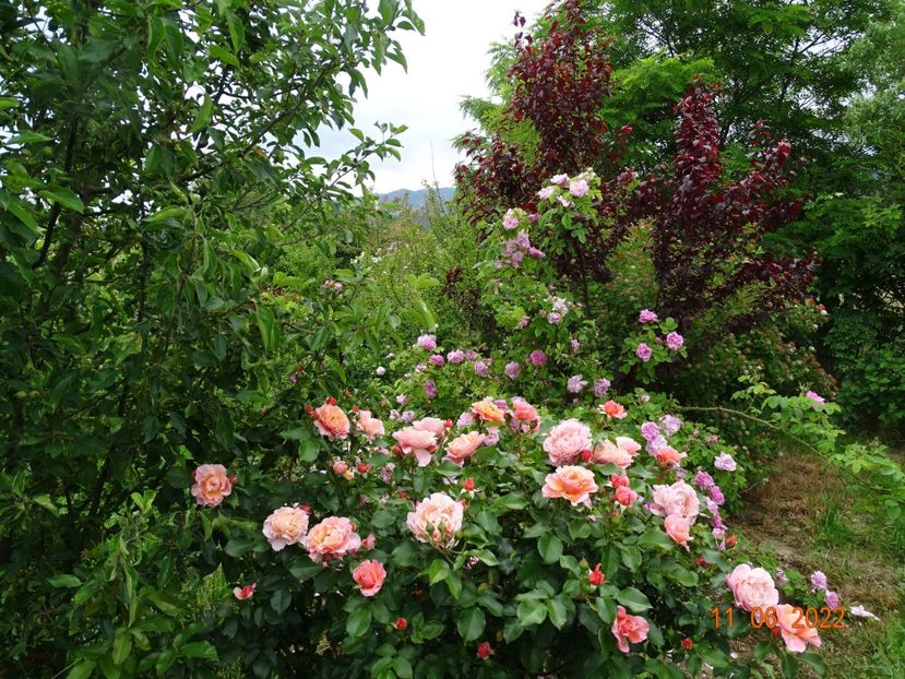  - Trandafiri 2022