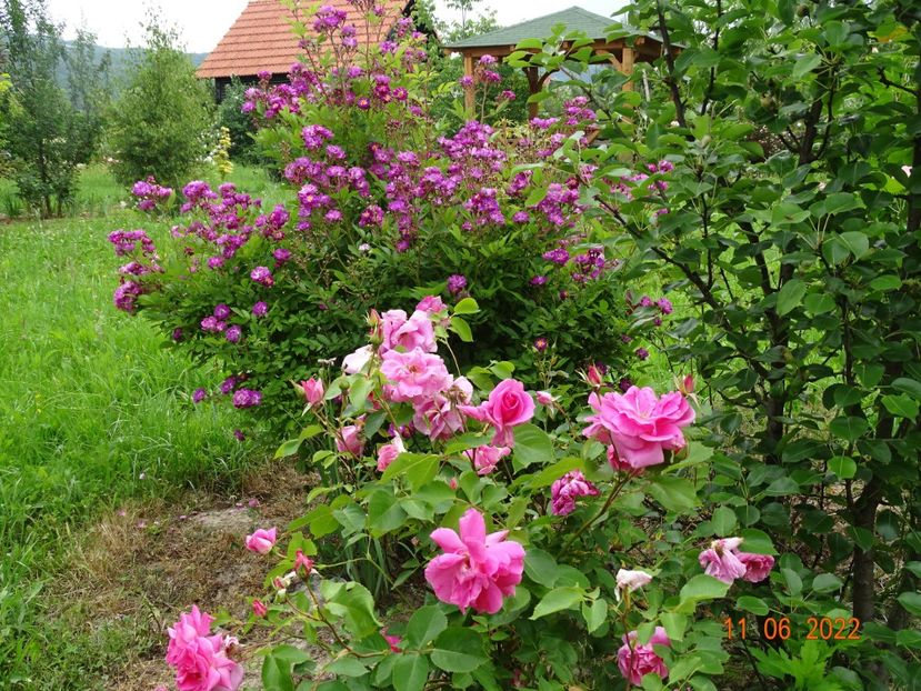  - Trandafiri 2022