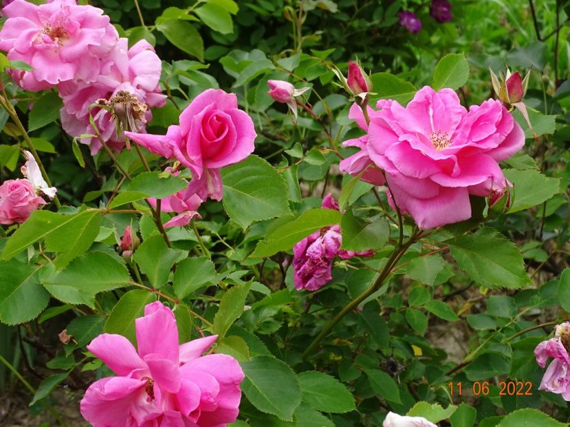  - Trandafiri 2022