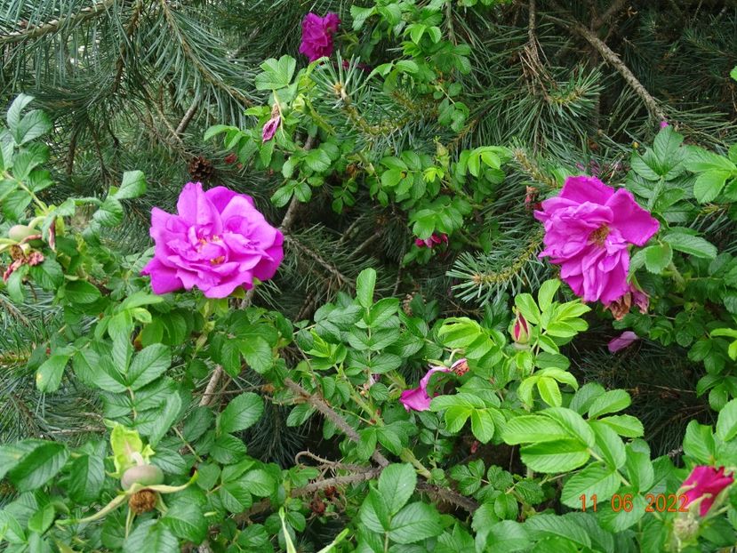  - Trandafiri 2022