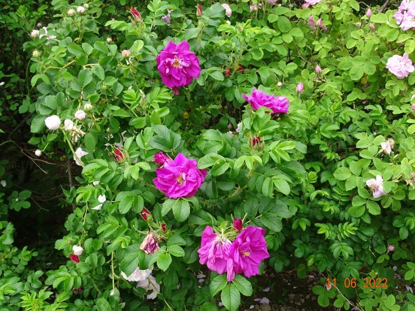  - Trandafiri 2022