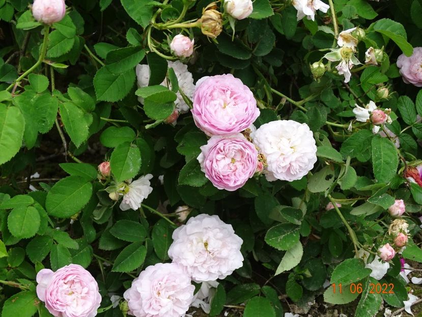  - Trandafiri 2022